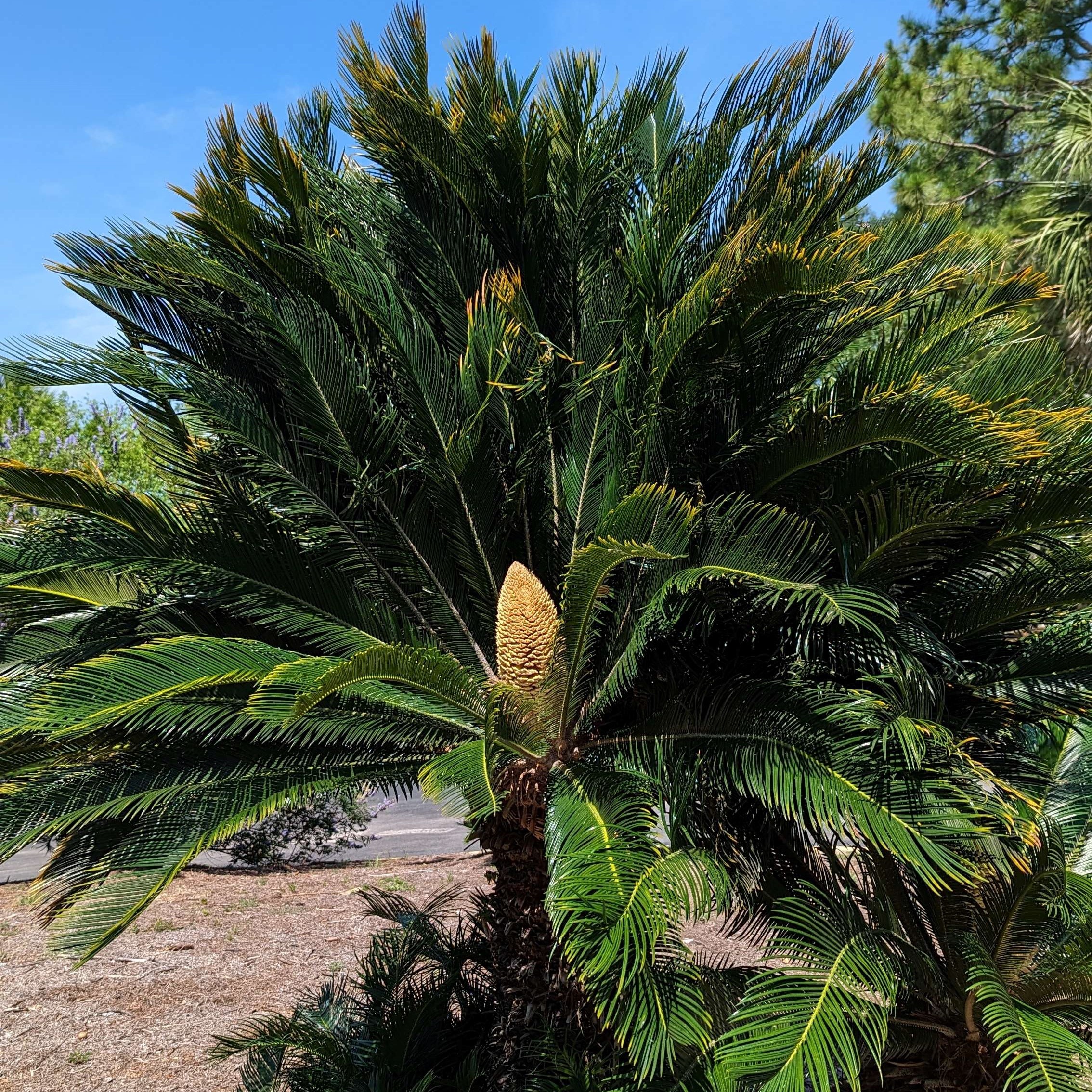 Picture of Cycas revoluta